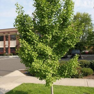 Ginkgo biloba (Ginko dvojlaločné) - kont. C3L, výška: 40-60 cm